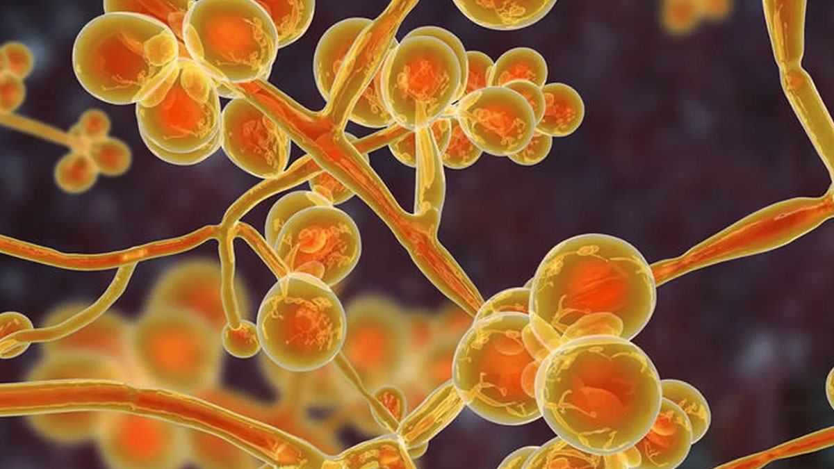 “Candida auris” mantarı vakalarında artış yaşanıyor