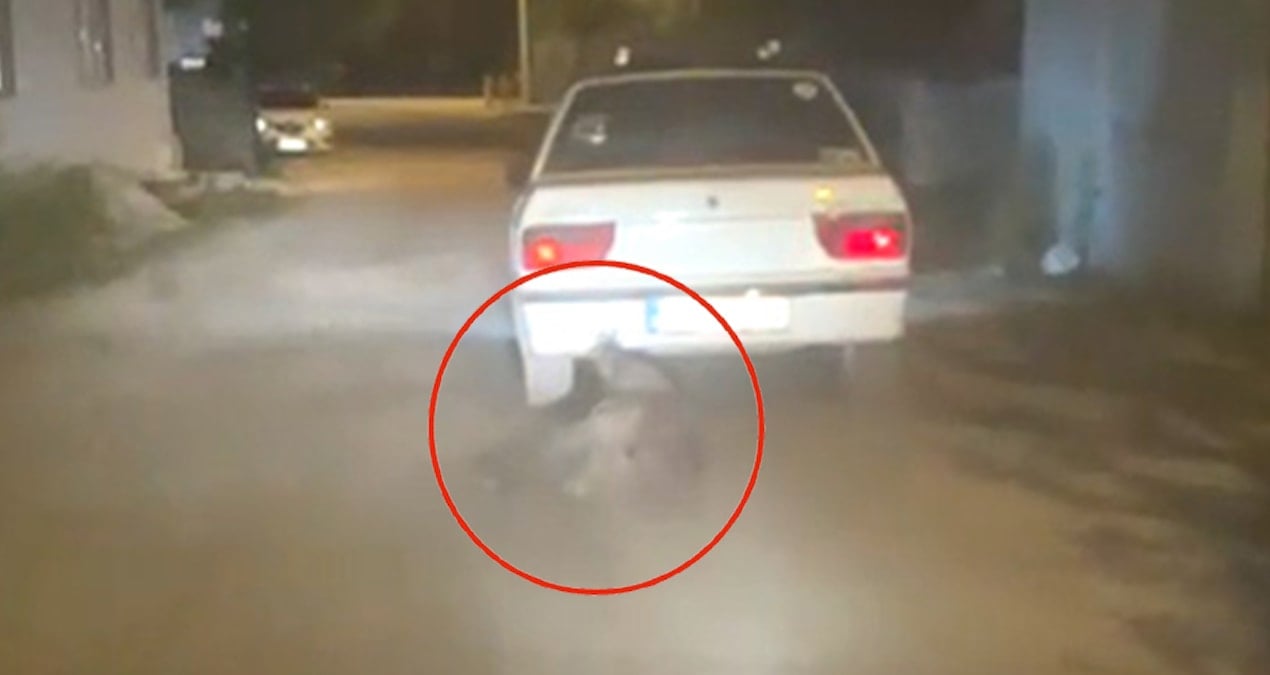 Tokat’ta korkunç görüntü: Yaban domuzunu otomobilin arkasına bağlayıp sürükledi