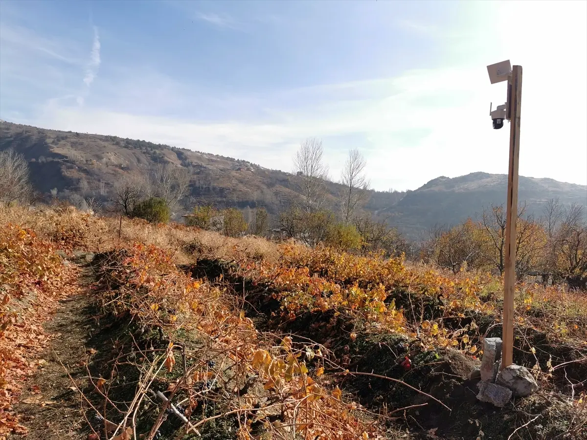 Erzincan’da Ayıların Üzüm Bağlarına Saldırısı