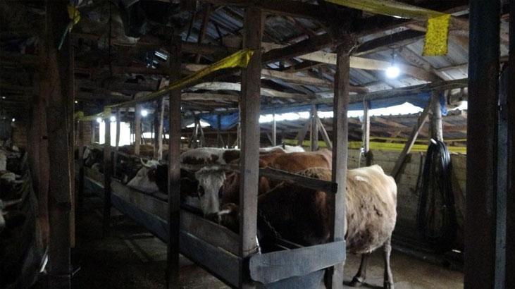 İstanbul’da şap alarmı! 21 mahalleye giriş çıkışlar kapatıldı