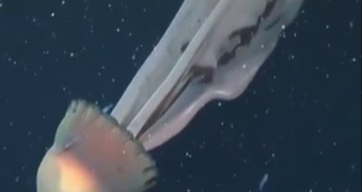 Bilim insanları şaşkın: Dev deniz anası görüntülendi