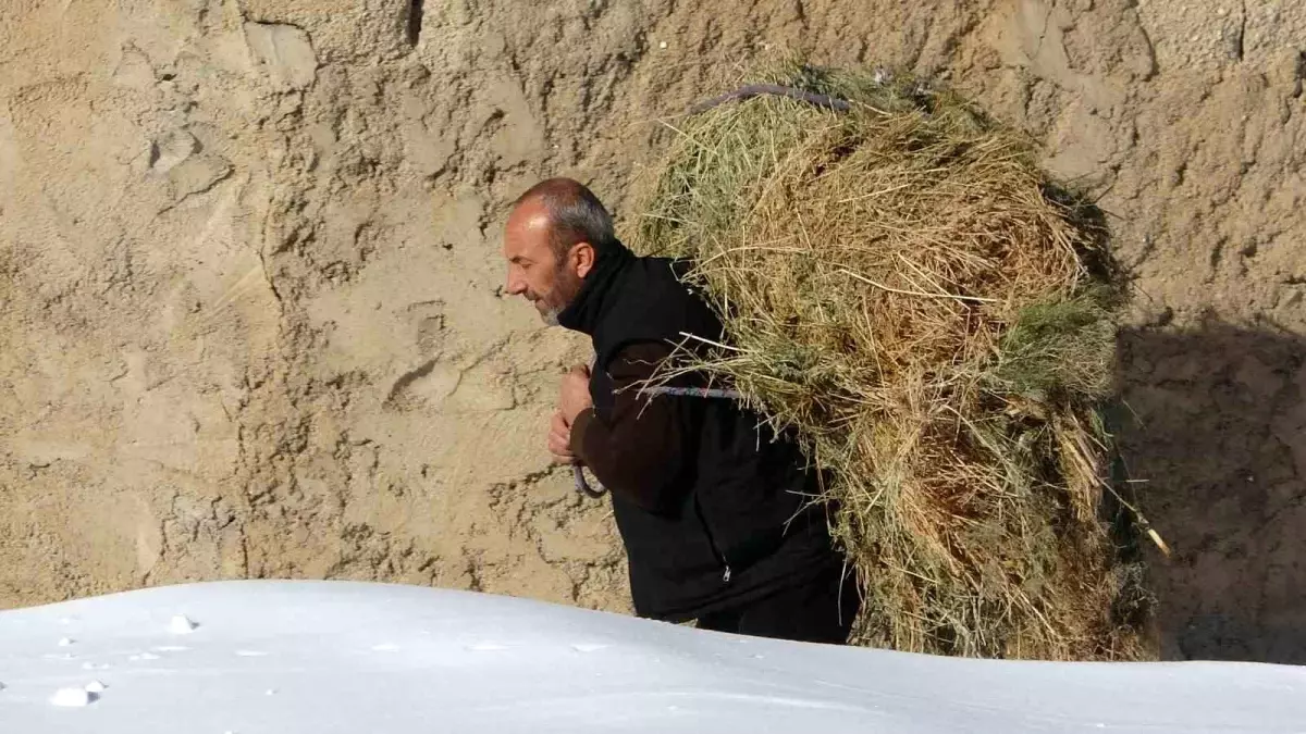 Çatak’ta Besiciler Kışın Zorluklarına Rağmen Hayvanlarını besliyor