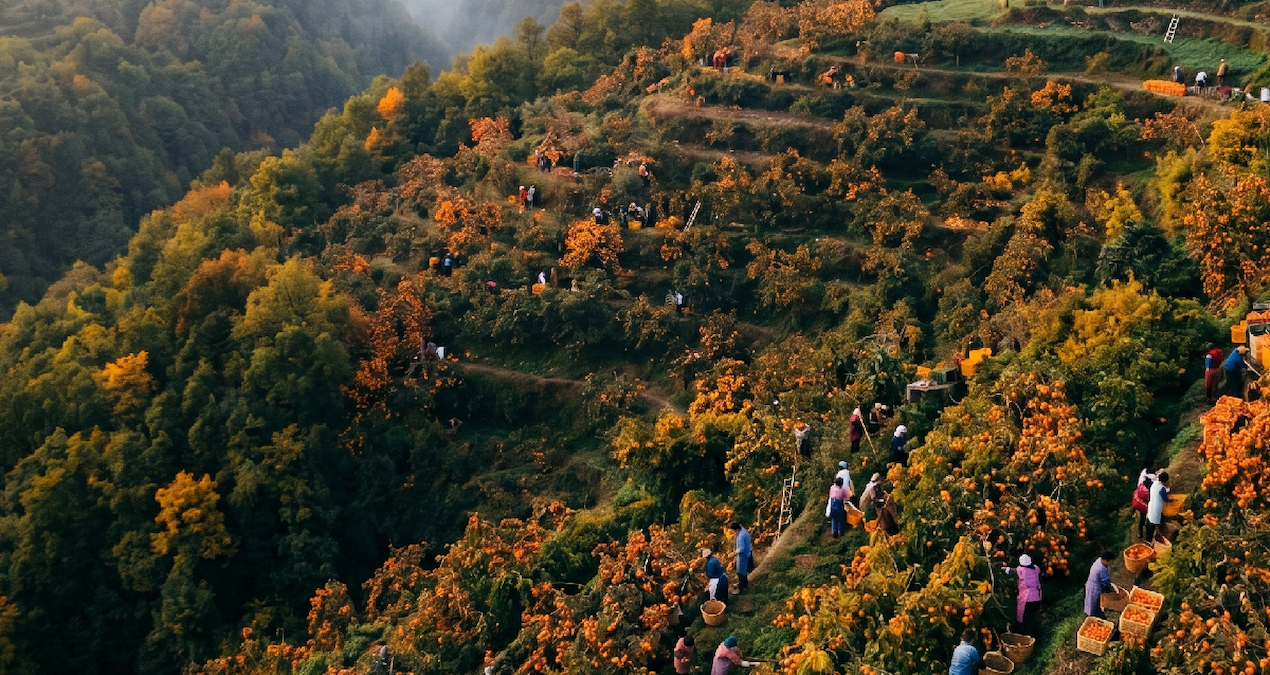 Azerbaycan, Anadolu’dan İlham Alarak Meyve Sektörünü Yeniden Şekillendiriyor
