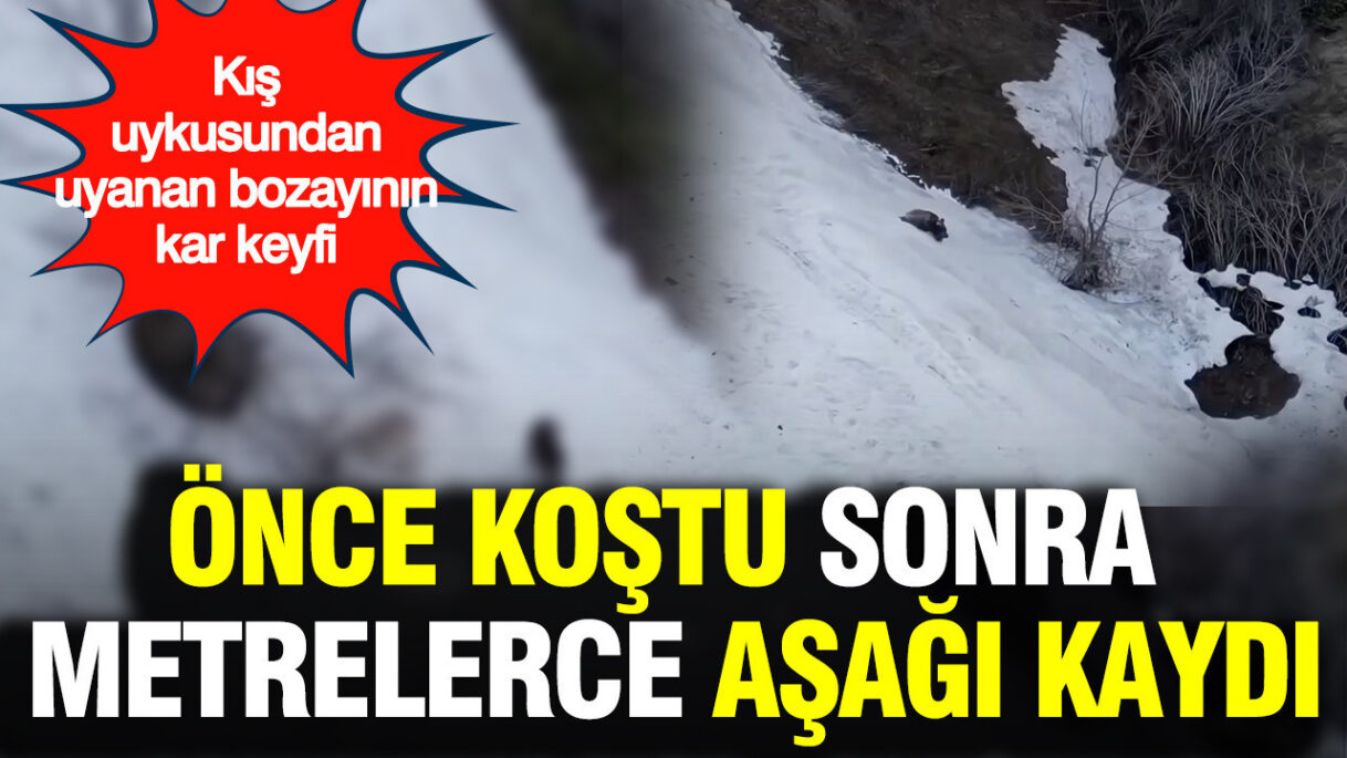 Artvin’de Kış Uykusundan Uyanan Bozayıların Karla Dansı