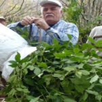 Haber gorseli